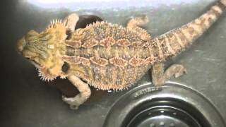 Bearded Dragon Pooping amp Farting Stinky Very Stinky [upl. by Acinorev]