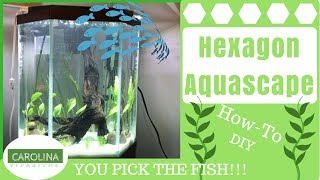 HEXAGON AQUASCAPE  DIY Aquascape Guide [upl. by Ennaehr]