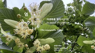 염주나무 Tilia megagpylla 모감주나무 야생화를 찾아서231 in search of wildflowers 한밭수목원 Hanbat Arboretum [upl. by Wilhelmine]