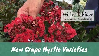 New Crape Myrtle Varieties [upl. by Asiret156]