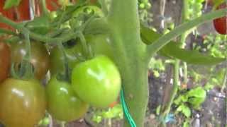 PODA DEL TOMATE 2ª PARTE  ¡LOS BENEFICIOS [upl. by Charline]