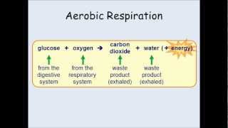 KS3 Biology  Breathing and the effects of exercise [upl. by Asilim]