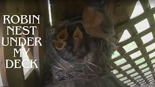 Robin Nest Under my Deck [upl. by Win]