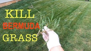 How to kill Bermuda grass in a cool season lawn [upl. by Tertia]