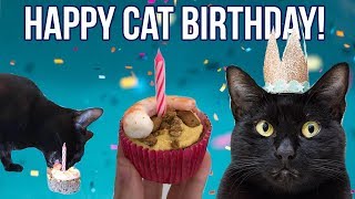 Throwing the BEST Cat Birthday Party with CAKE recipe [upl. by Leandro]