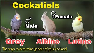 How to tell the Gender of your cockatiels Lutino Grey Albino Cockatiels Male Female difference [upl. by Ressay]