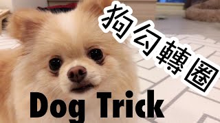 基本款技能～轉圈！Dog Trick Spin [upl. by Relly98]