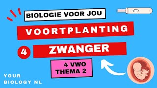 4 vwo  Voortplanting  4  Zwanger [upl. by Aeynod]