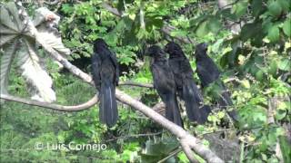 Garrapatero Común  Crotophaga ani  Smmoth billed Ani  CUCULIDAE [upl. by Featherstone]