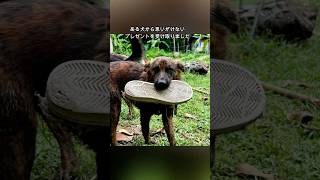 世話をしてくれた男性に毎日プレゼントを持ってきてくれた犬 感動 犬 心温まる [upl. by Ahseenak]