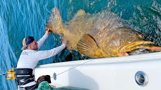 MASSIVE 500lb Goliath Grouper [upl. by Uzzia725]