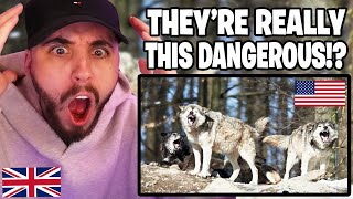 Brit Reacts to American Vs European Animals  Which Are More Dangerous [upl. by Tiebout723]