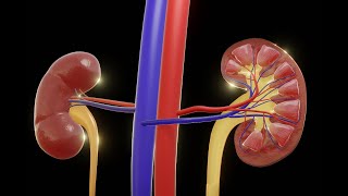 Heres how urine is formed and excreted [upl. by Blackstock269]