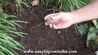 Tecolote Ranunculus Bulbs Persian Buttercups  How to Plant Guide [upl. by Glovsky46]