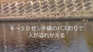 バス釣りで有名な倉敷川水系 吉岡川 [upl. by Nerual]