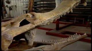 SuperCroc Documentary ♦NatGeo♦ [upl. by Fayth855]