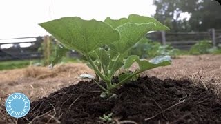 The Trick to Growing Zucchini in Your Garden  Martha Stewart [upl. by Jacobson348]