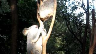 Koalas fighting Brisbane zoo [upl. by Hyman]