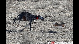 Greyhound vs hare 2021  Dog race in Pakistan  Greyhound coursing [upl. by Kurth]