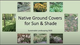 Native Ground Covers for Sun and Shade 2020 [upl. by Jesh628]