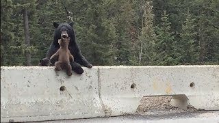 Mama Bear Saves Her Cub From The Highway [upl. by Darum]