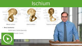 Ischium Location Body amp Bony Landmarks – Anatomy  Medical Education Videos [upl. by Nolyaw744]