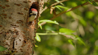 Young Great Spotted Woodpecker Dendrocopos major  Junger Buntspecht [upl. by Enitnelav]