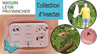 Comment réaliser une collection dinsectes guide simple pour tous [upl. by Lampert]