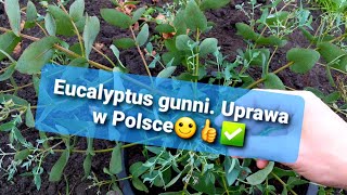 1207🌱🤝Eukaliptus gunni lekko niebieskiJak zimować eukaliptusa szkodnikizimowanieporady [upl. by Thordia]