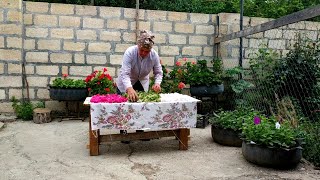 Qış TədarüküÇay Üçün Güllər Kəndsayağı Xəşilin Hazırlanması [upl. by Nyllek]