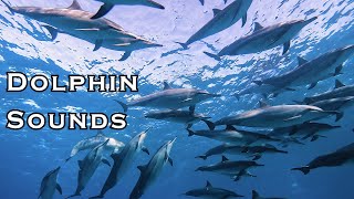 Diving with Very Chatty Hawaiian Spinner Dolphins  Listen to the dolphin sounds [upl. by Seilenna]