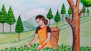 How to draw scenery of tea garden step by step [upl. by Alec822]