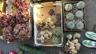 27 unbox Gethyllis grandifloama linearis Eriospermum paradoxum tibutan Medusa King Kong [upl. by Atnahc]