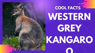 western grey kangaroo facts [upl. by Notrab173]