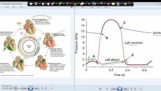 Wiggers diagram and the Cardiac cycle [upl. by Inan612]