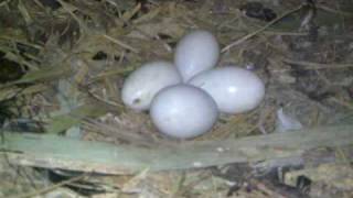 Inside the nest of Hammerkops Scopus umbretta [upl. by Cirri]