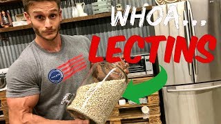 Gut Health  Are Lectins Bad  Lectins Equal Unhealthy Carbs  Nutrient Absorption Thomas DeLauer [upl. by Bornstein510]