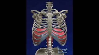 Stough Breathing video [upl. by Margery]