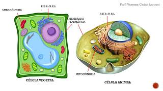 Células animal e vegetal [upl. by Brownson]