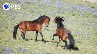 Wild Stallions Fight to Mate [upl. by Suiratnod]