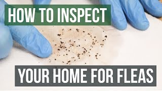 How to Inspect Your Home for Fleas 4 Easy Steps [upl. by Asalocin]