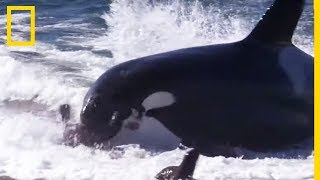 Cette orque attaque des otaries jusque sur la plage [upl. by Ynafit892]