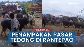 HOT NEWS Melihat Pasar Tedong atau Kerbau di Rantepao Toraja Utara [upl. by Rawley847]