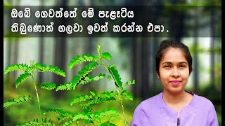 එළ පිටවක්කා Pitawakka  Niruri [upl. by Eceinahs920]