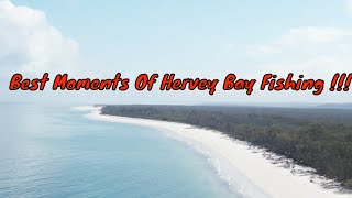 Incredible Hervey Bay Fishing Highlights You Cannot Miss [upl. by Ahsienek474]