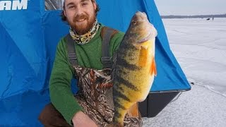 Ice Fishing JUMBO PERCH  Lake Simcoe [upl. by Jegar]