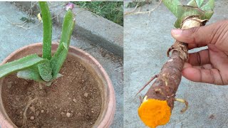 How to transplant aloe vera plant [upl. by Vyky251]