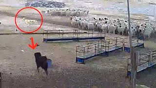 Tibetan Mastiff protects sheep flock from a wolf  Must Watch [upl. by Anecusa]