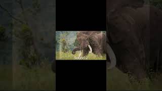 Elephant Sound Effects elephant elephantsong wildanimals animalsounds [upl. by Glori705]