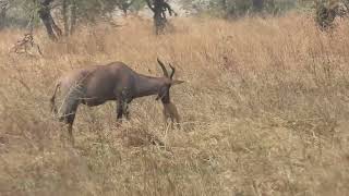 Damaliscus linatus  Topi  Tsessebe [upl. by Bethanne]